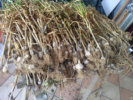 lots of garlic, the full plant with stems from the ground on some dry racks