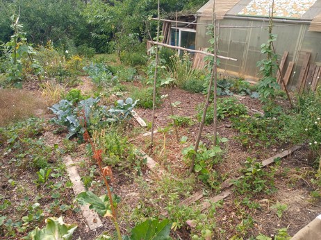 garden mid july, now devoid of the all encompassing garlic, you can see beans on their sticks and many more vegetables, fruit trees in the background and garden house